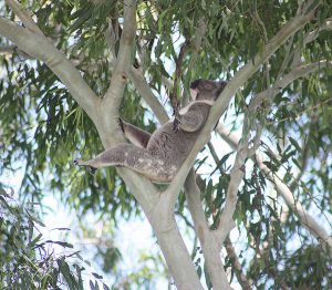 Bangalow Koala